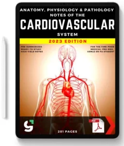 Cardiovascular Notes