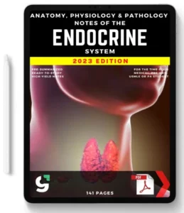 The Endocrine System