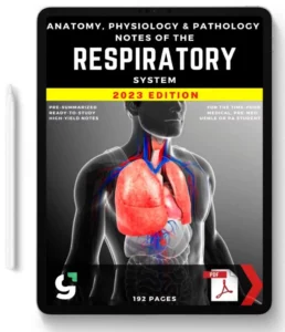 The Respiratory System